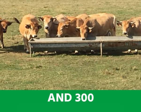 A.N.D. 300 - Foie, pancréas : les clés nutritionnelles