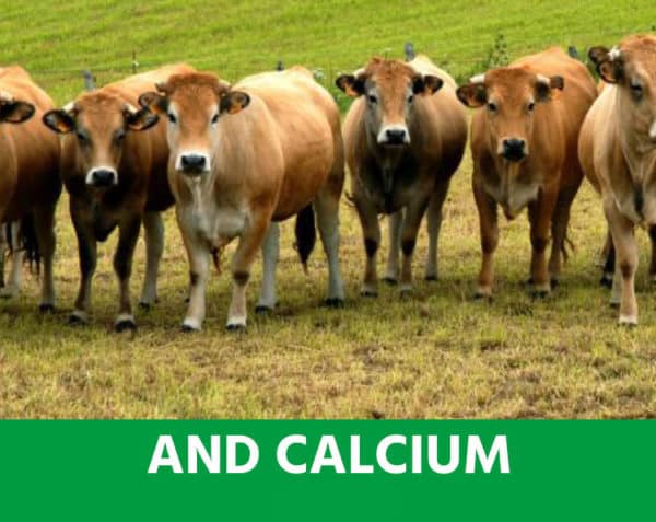 A.N.D. Calcium - V.L. équilibre minéral , au moment du vêlage
