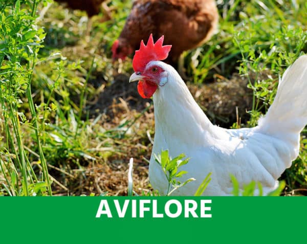 AVIFLORE – LE PARASITISME : L’IMMUNITÉ – VOLAILLES