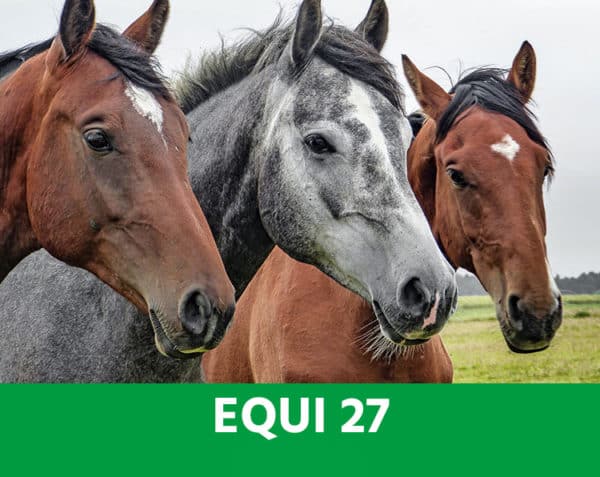 EQUI 27 - Système nerveux, transport, concours, stress - Chevaux