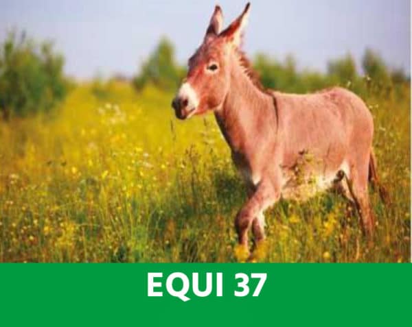 EQUI 37 - Équilibre intestinal - Chevaux