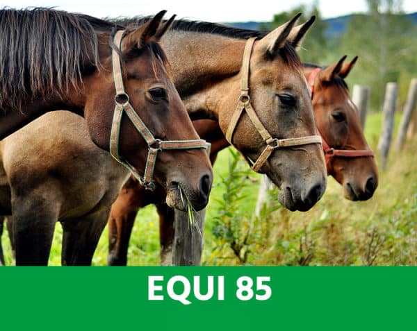EQUI 85 - Souplesse, solidité, mobilité des articulations - Chevaux