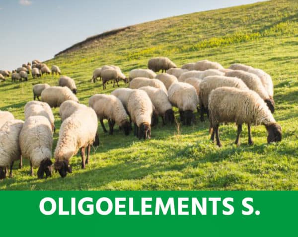 Oligoéléments Spécial pour petits ruminants - Équilibres, fécondité & performances - Ovins & Caprins