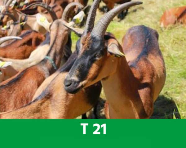T 21 - Maintenir les défenses naturelles - Ovins & Caprins