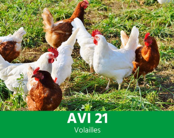 AVI 21 - Périodes critiques, défenses naturelles - Volailles