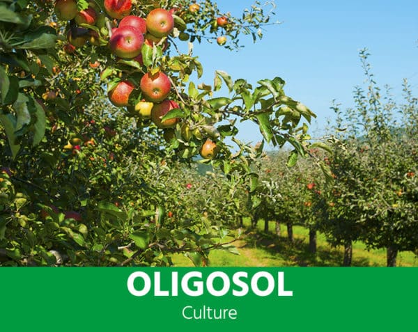 Oligosol - Culture : Une richesse exceptionnelle