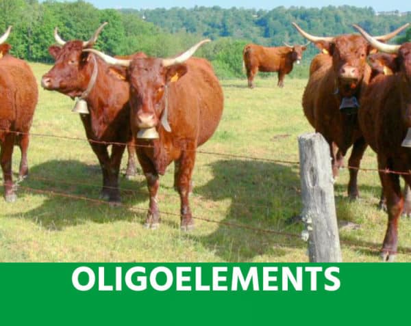 Oligoéléments - Équilibre physiologique