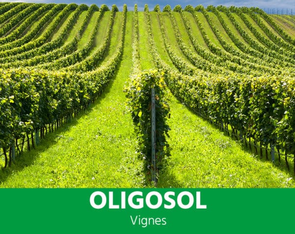 Oligosol - Vigne