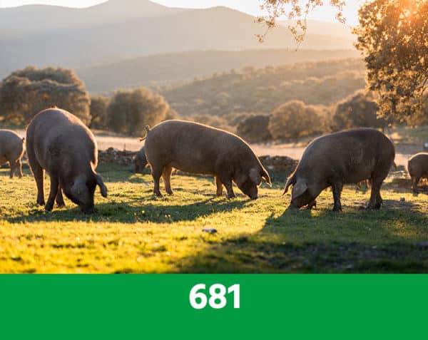681 - Transport, concours, stress - Porcs