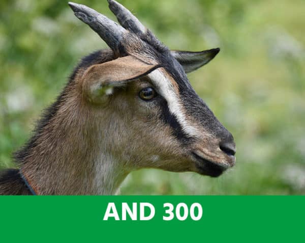 A.N.D. 300 - Foie, pancréas : les clés nutritionnelles - Ovins & Caprins