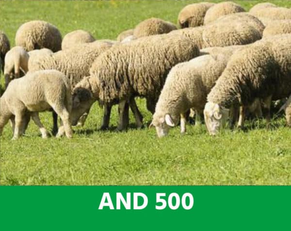 A.N.D. 500 - Développer l'immunité contre le parasitisme - Ovins & Caprins