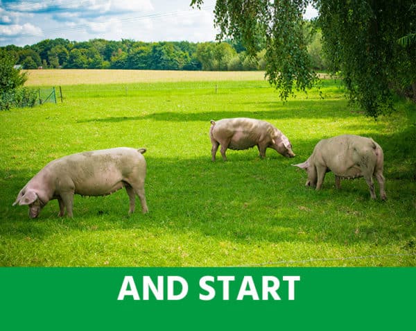 A.N.D. Start - Dès la naissance - Démarrage, appétit, croissance & stress - Porcs