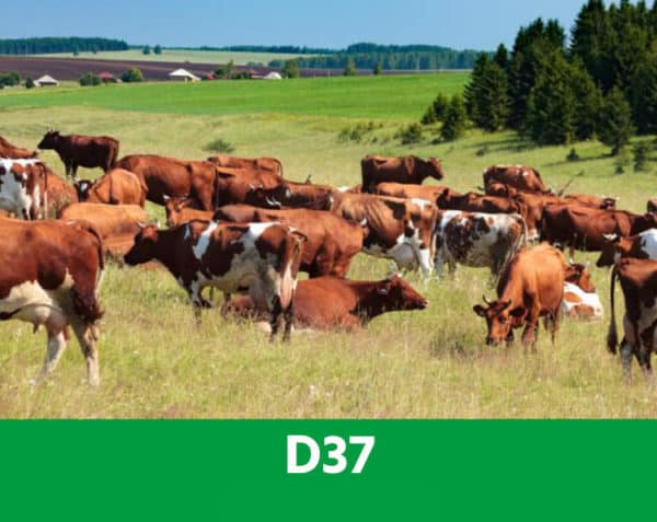 D37 - Équilibre intestinal