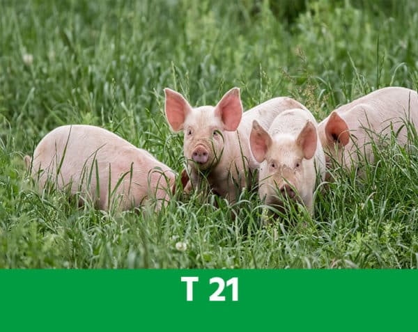 T 21 - Maintenir les défenses naturelles - Porcs
