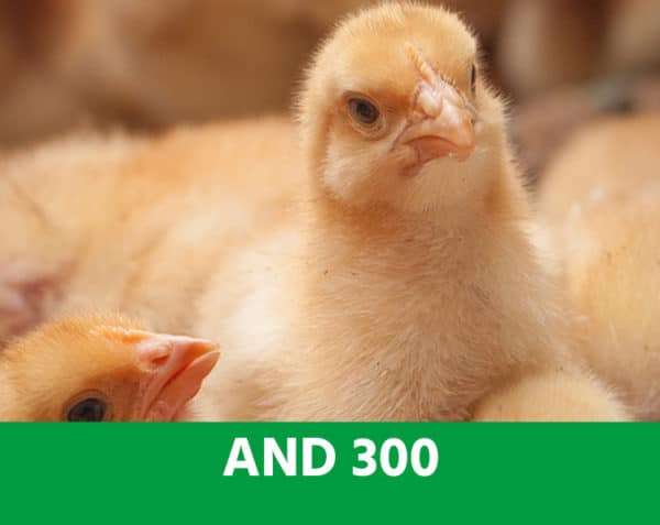A.N.D. 300 - Foie, pancréas : les clés nutritionnelles - Volailles