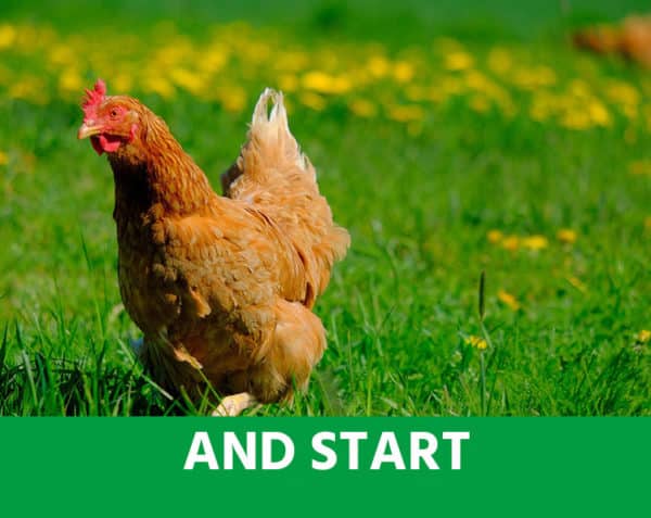 A.N.D. Start - Dès la naissance - Démarrage, appétit, croissance & stress - Volailles