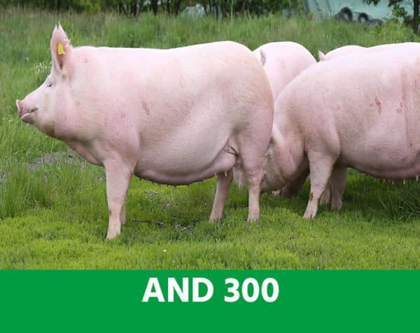 A.N.D. 300 - Foie, pancréas : les clés nutritionnelles - Porcs