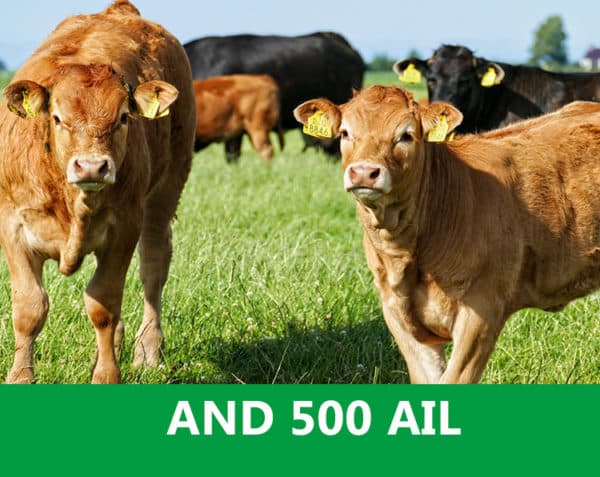 A.N.D. 500 AIL