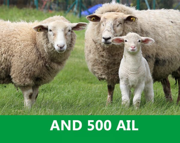 A.N.D. 500 AIL