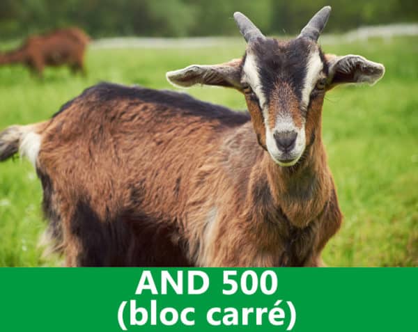 A.N.D. 500 (bloc carré)